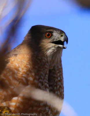 Coopers Hawk-7682