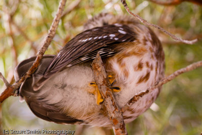 Talons of a Northern Saw-whet Owl-7411