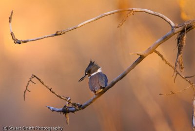 Belted Kingfisher -7992