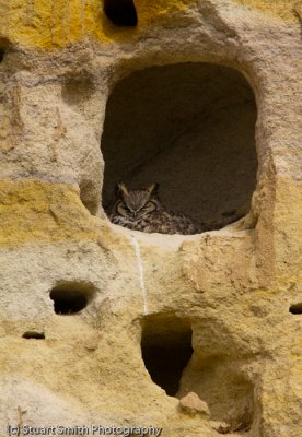 Great Horned Owl female on nest in sandstone cliff-8901