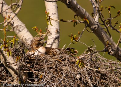 Redtailed Hawk on nest-9465