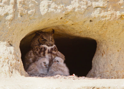 Great Horned Owl and her babies-9540