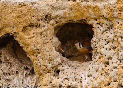 Kestrel in a nesting cavity-9821.jpg