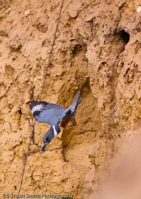 Kingfisher flying out of nesting cavity-0402