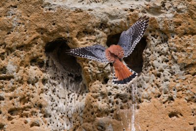 American Kestrel in flight to nesting cavity-0708