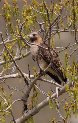 Redtail Hawk-0771