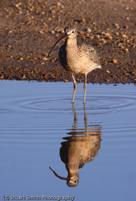 Long Billed Curlew-1461