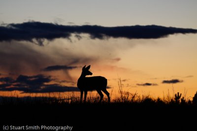 Mule Deer Doe against sunset -1584