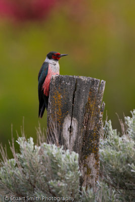 Lewis' Woodpecker-2778