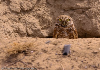 Burrowing Owl-2862