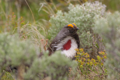 Male  Blue Grouse-5585