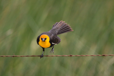 Yellow Headed Blackbird - 5951