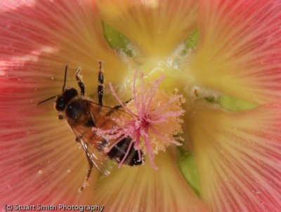 Honey Bee in a Hollyhock-9495.jpg