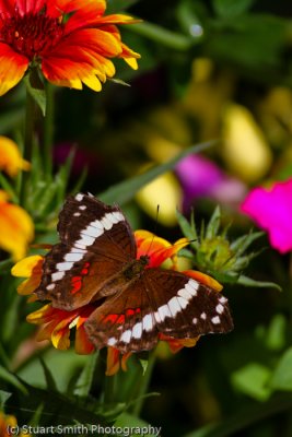 Banded Peacock Butterfly-9976