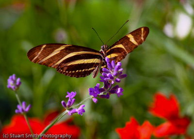 Zebra Longwing-9922