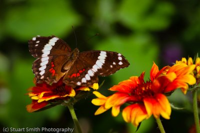 Banded Peacock Butterfly-9972.jpg