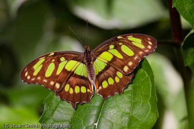 Malachite - Siproeta Stelenes-9946.jpg