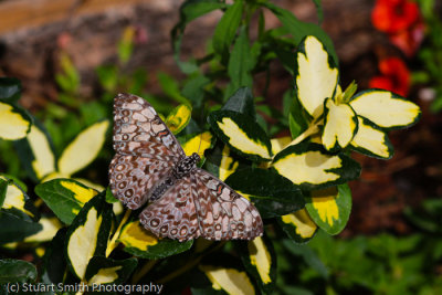 Cracker Butterfly-0354.jpg