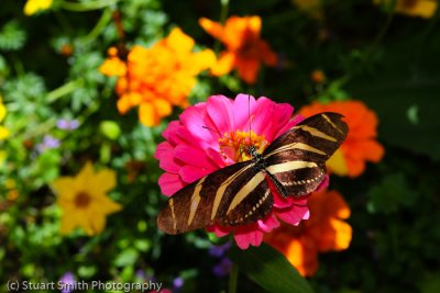 Zebra Longwing Butterfly-0351.jpg