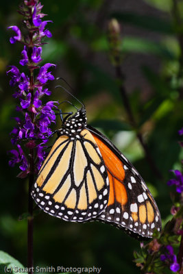 Monarch Butterfly-0337.jpg