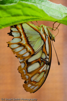 Malachite Butterfly-0341.jpg