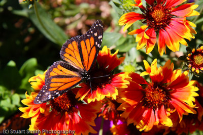 Monarch Butterfly-9795.jpg