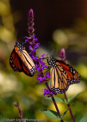 Two Monarchs-9941.jpg