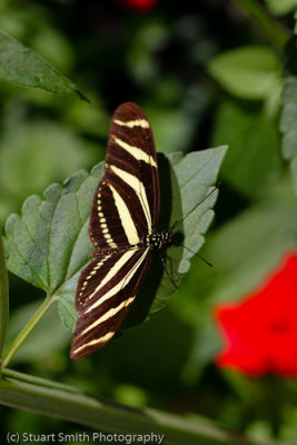 Zebra Longwing Butterfly-0308.jpg