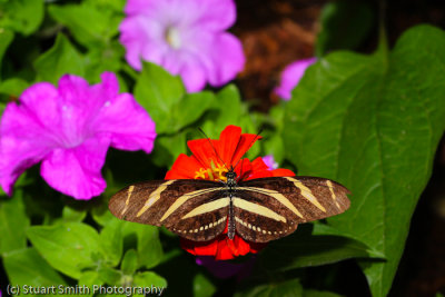 Zebra Longwing Butterfly-0361.jpg