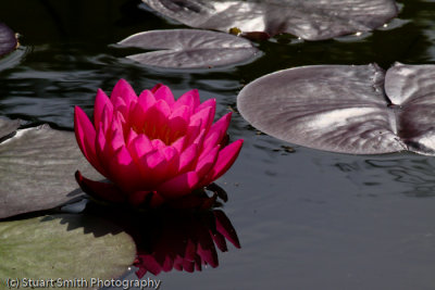 Pink water lily at the Boise Depot-3898