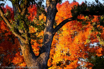 Autumn color in Boise 2011-4979
