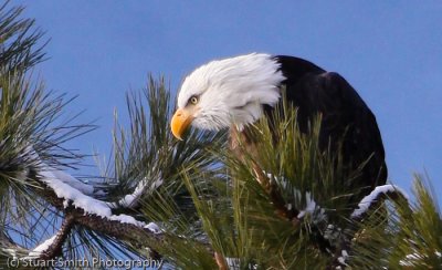 Intensity of a Bald Eagle-6865