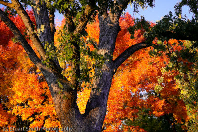Autumn color in Boise 2011-4989.jpg