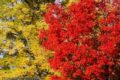 Autumn color in Boise 2011-4905.jpg