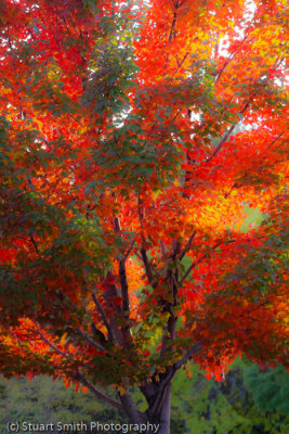 Autumn color in Boise 2011-4932.jpg