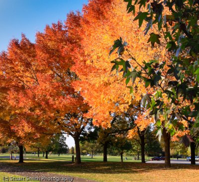 Autumn color in Boise 2011-5039.jpg