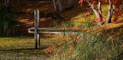 Autumn color in Boise 2011-5110.jpg