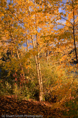 Lake Coeur d Alene October 2011-4455.jpg