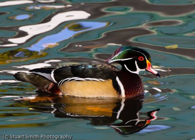 Wood Duck male -5609