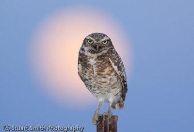 Burrowing Owl evening light and moon-2121