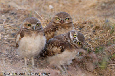 Burrowing Owl Babies-9201