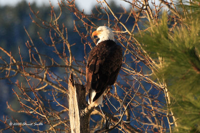 Bald Eagle at Sunrise 2673
