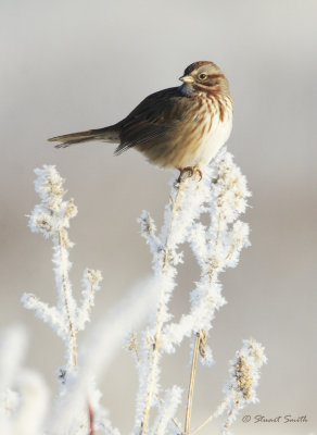 Song Sparrow 12312007 for web