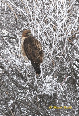 Red-Tailed Hawk against branches of snow
