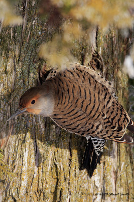 Flicker on the Lookout (female)