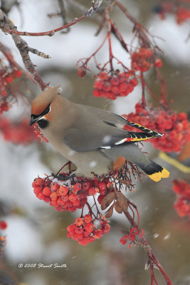 Color and Intricacy of a Bohemian Waxwing 3308