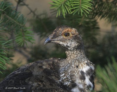 Grouse portrait