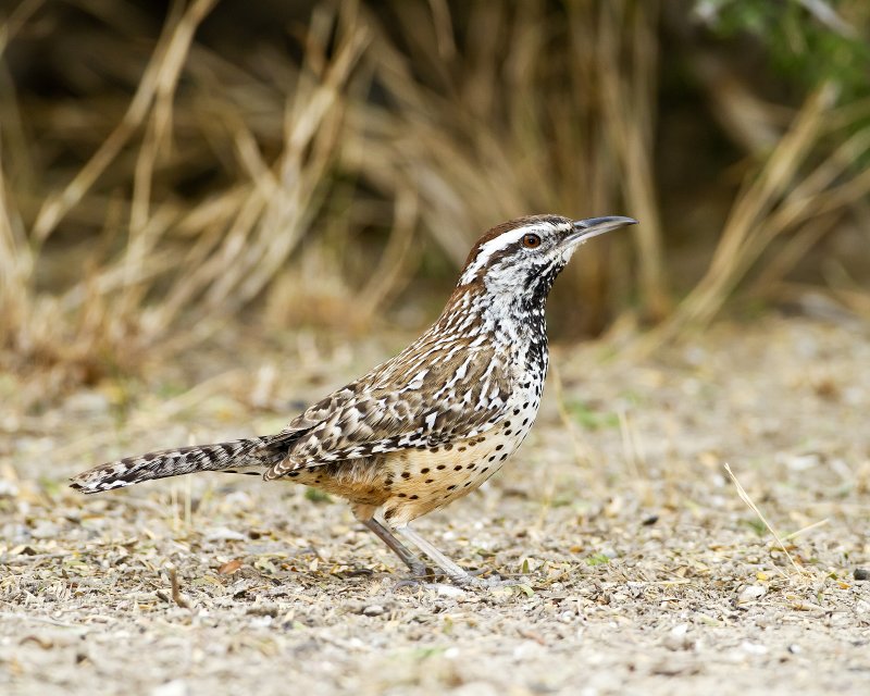 Cactus_Wren-110315-135027-11.jpg