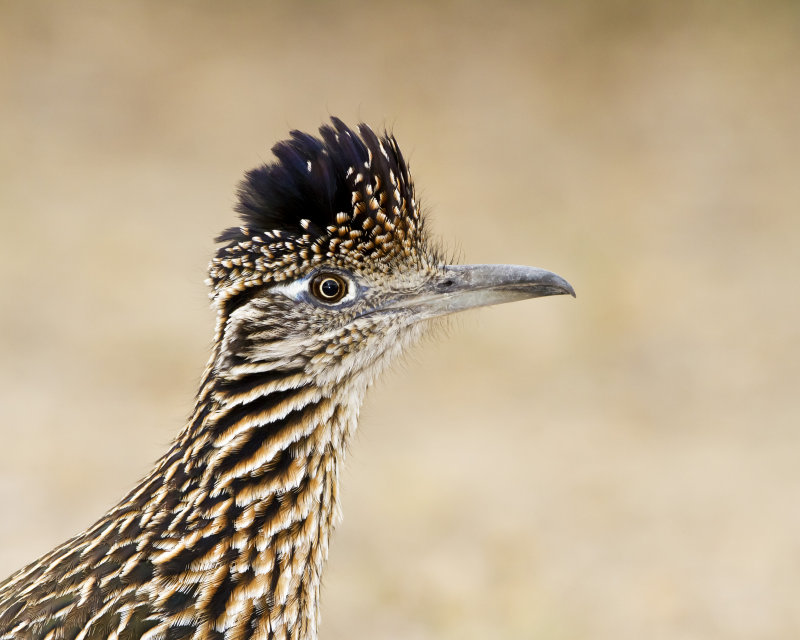 Greater_Roadrunner-110315-122754-92.jpg