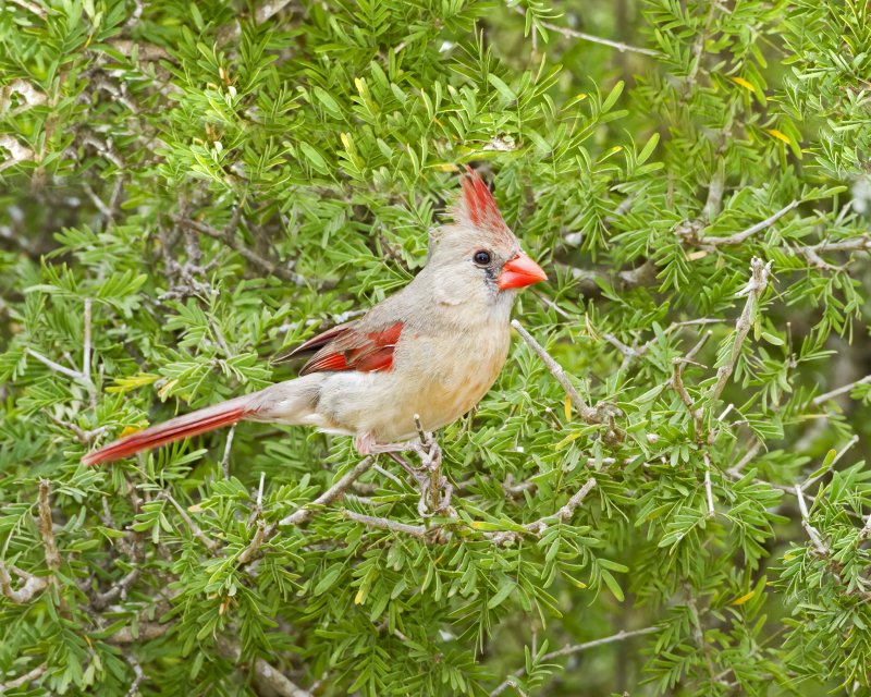 Northern_Cardinal-110315-131928-00.jpg